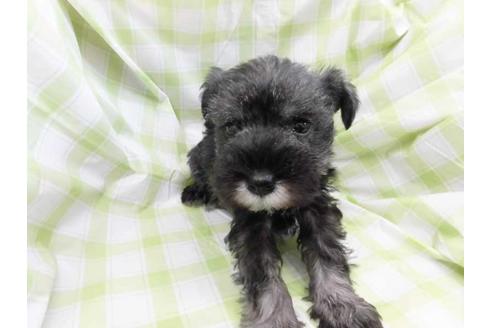 成約済の福岡県のミニチュアシュナウザー-66845