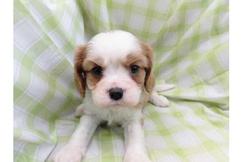 成約済の福岡県のキャバリアキングチャールズスパニエル-66846