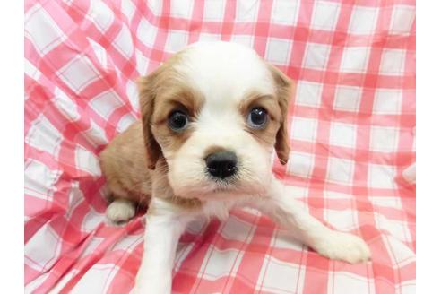 成約済の福岡県のキャバリアキングチャールズスパニエル-66847