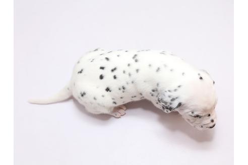 成約済の栃木県のダルメシアン-66868の2枚目