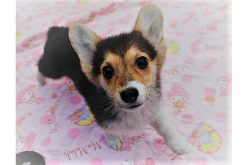 子犬