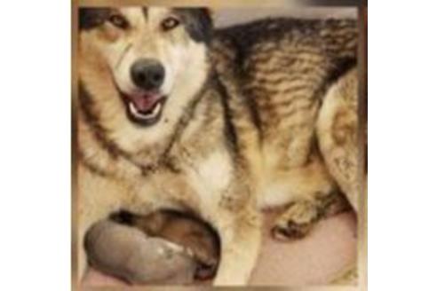 成約済の北海道のその他の犬種-66892の4枚目