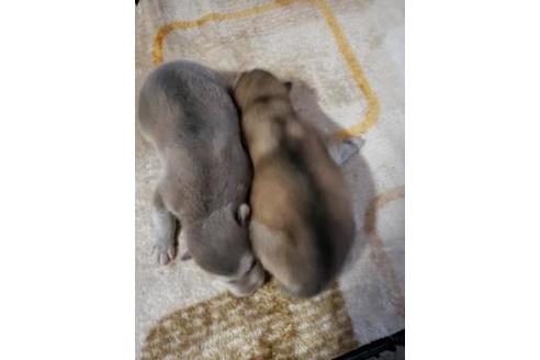 成約済の北海道のその他の犬種-66892の3枚目