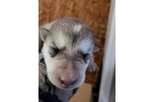 成約済の北海道のその他の犬種-66892の1枚目