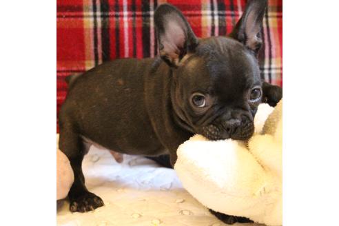 成約済の愛知県のフレンチブルドッグ-63621