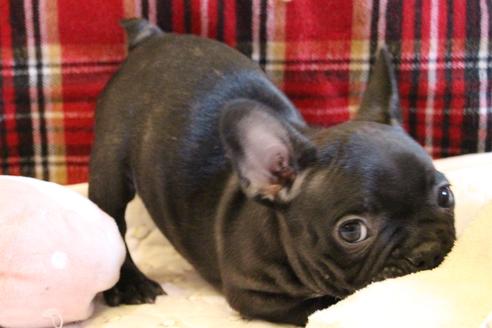 成約済の愛知県のフレンチブルドッグ-63621の8枚目