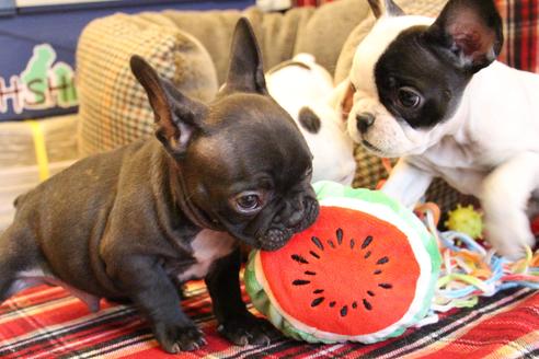 成約済の愛知県のフレンチブルドッグ-63621の5枚目