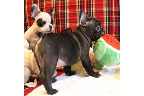 成約済の愛知県のフレンチブルドッグ-63621の4枚目