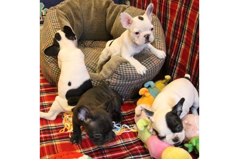 成約済の愛知県のフレンチブルドッグ-63621の2枚目