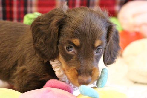 成約済の愛知県のカニンヘンダックスフンド(ロングヘアード)-64891の1枚目