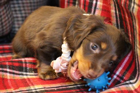 成約済の愛知県のカニンヘンダックスフンド(ロングヘアード)-64891の6枚目