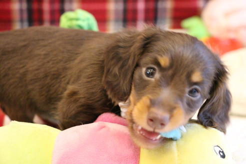 成約済の愛知県のカニンヘンダックスフンド(ロングヘアード)-64891の5枚目