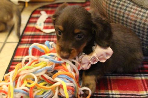 成約済の愛知県のカニンヘンダックスフンド(ロングヘアード)-64891の4枚目