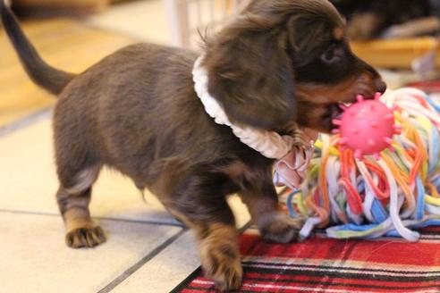 成約済の愛知県のカニンヘンダックスフンド(ロングヘアード)-64891の3枚目