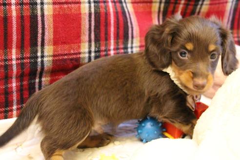 成約済の愛知県のカニンヘンダックスフンド(ロングヘアード)-64891の2枚目