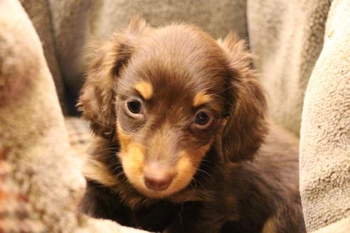 成約済の愛知県のカニンヘンダックスフンド(ロングヘアード)-64842の1枚目