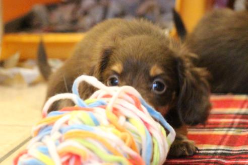 成約済の愛知県のカニンヘンダックスフンド(ロングヘアード)-64842の4枚目