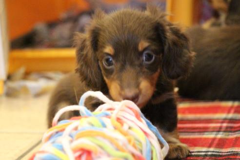 成約済の愛知県のカニンヘンダックスフンド(ロングヘアード)-64842の3枚目