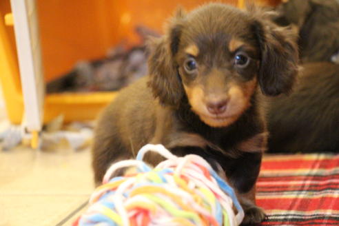 成約済の愛知県のカニンヘンダックスフンド(ロングヘアード)-64842の2枚目