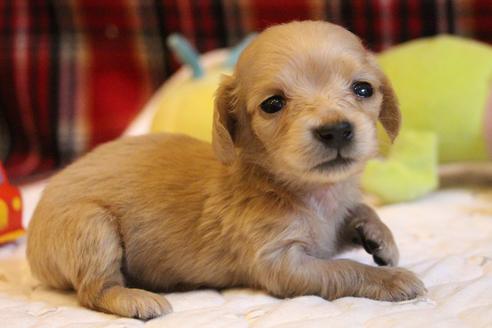 成約済の愛知県のカニンヘンダックスフンド(ロングヘアード)-65265
