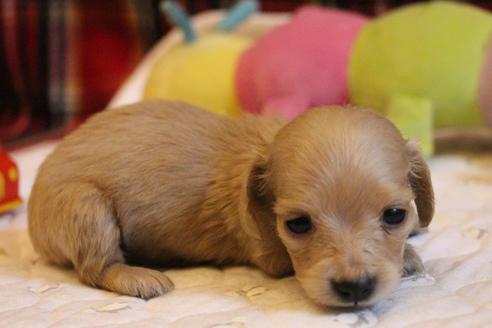 成約済の愛知県のカニンヘンダックスフンド(ロングヘアード)-65265の6枚目