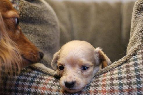 成約済の愛知県のカニンヘンダックスフンド(ロングヘアード)-65265の5枚目