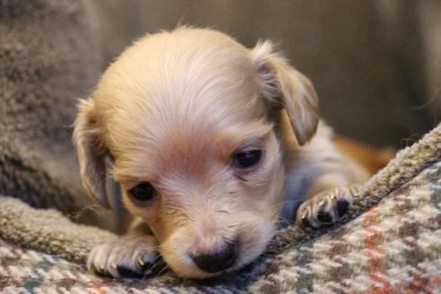 成約済の愛知県のカニンヘンダックスフンド(ロングヘアード)-65265の4枚目