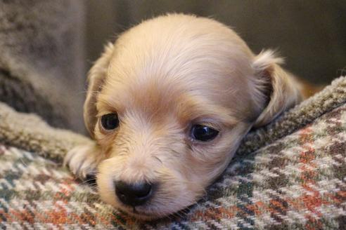 成約済の愛知県のカニンヘンダックスフンド(ロングヘアード)-65265の3枚目