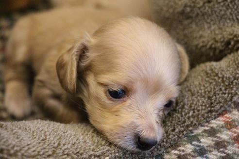 成約済の愛知県のカニンヘンダックスフンド(ロングヘアード)-65265の2枚目