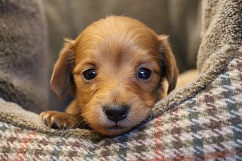 成約済の愛知県のカニンヘンダックスフンド(ロングヘアード)-65263の11枚目