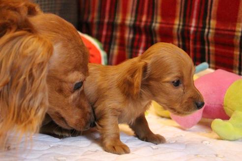 成約済の愛知県のカニンヘンダックスフンド(ロングヘアード)-65263の10枚目