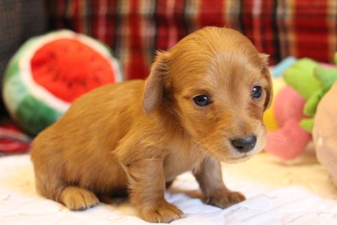 成約済の愛知県のカニンヘンダックスフンド(ロングヘアード)-65263の9枚目