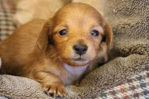 成約済の愛知県のカニンヘンダックスフンド(ロングヘアード)-65263の8枚目