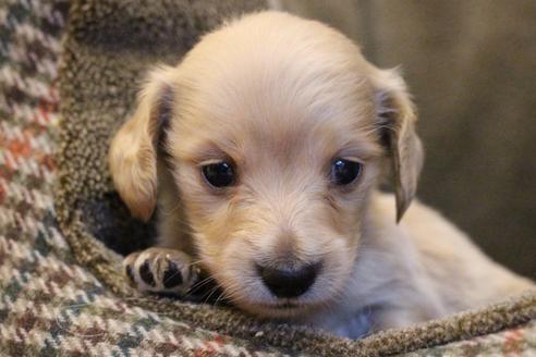 成約済の愛知県のカニンヘンダックスフンド(ロングヘアード)-65262の5枚目