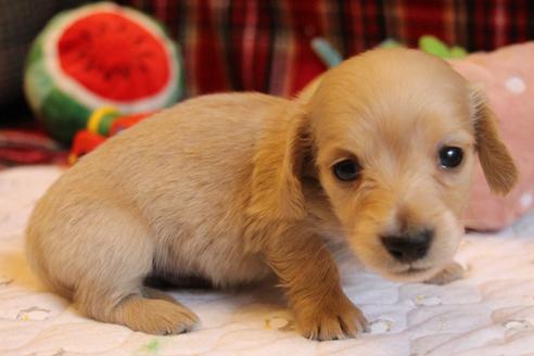成約済の愛知県のカニンヘンダックスフンド(ロングヘアード)-65262の4枚目