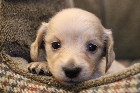 成約済の愛知県のカニンヘンダックスフンド(ロングヘアード)-65262の1枚目