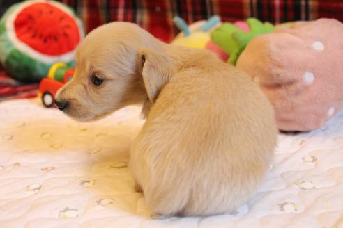成約済の愛知県のカニンヘンダックスフンド(ロングヘアード)-65262の3枚目