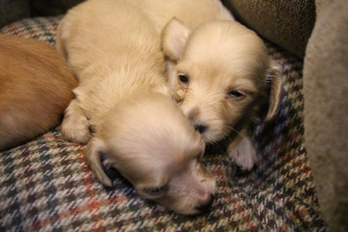 成約済の愛知県のカニンヘンダックスフンド(ロングヘアード)-65262の2枚目