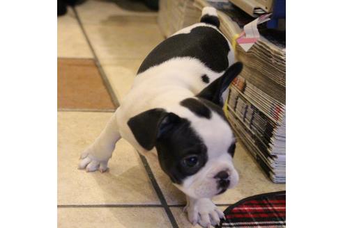 成約済の愛知県のフレンチブルドッグ-63622の1枚目