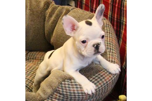 成約済の愛知県のフレンチブルドッグ-63623の1枚目