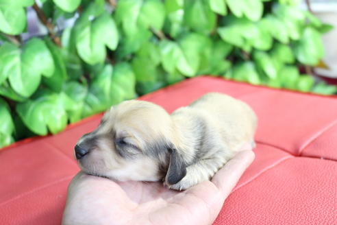 成約済の京都府のミニチュアダックスフンド(ロングヘアード)-66993の6枚目