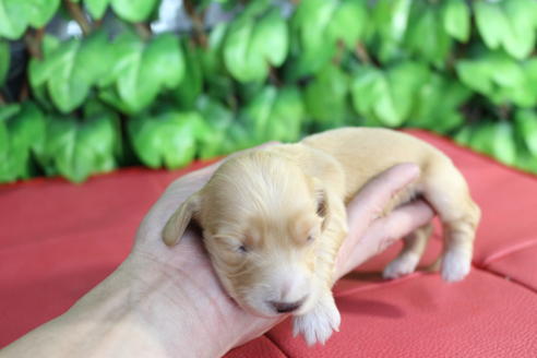 成約済の京都府のミニチュアダックスフンド(ロングヘアード)-66994の5枚目