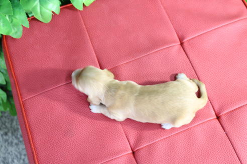 成約済の京都府のミニチュアダックスフンド(ロングヘアード)-66994の4枚目