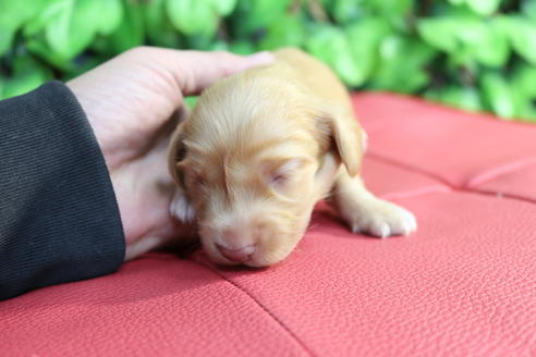 成約済の京都府のミニチュアダックスフンド(ロングヘアード)-66995の5枚目