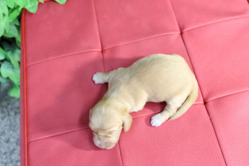 成約済の京都府のミニチュアダックスフンド(ロングヘアード)-66995の4枚目