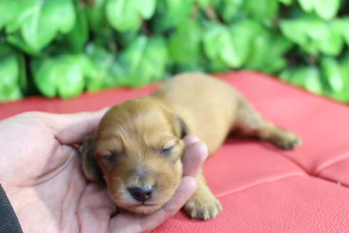 成約済の京都府のミニチュアダックスフンド(ロングヘアード)-66996の5枚目