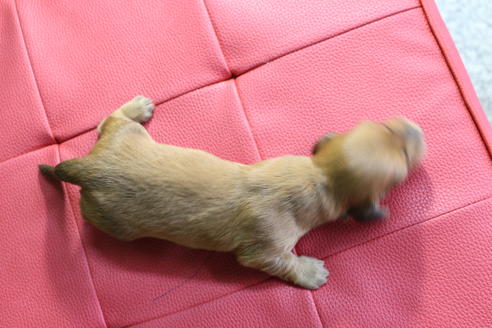 成約済の京都府のミニチュアダックスフンド(ロングヘアード)-66996の4枚目