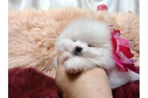 成約済の愛知県のポメラニアン-66998の2枚目
