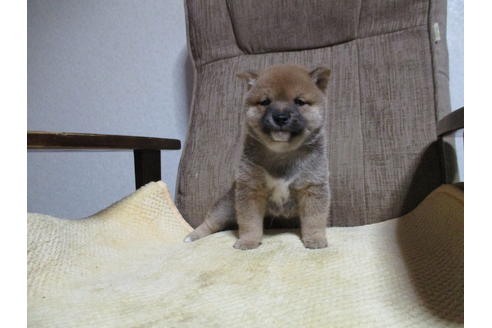 成約済の佐賀県の豆柴-66630の1枚目