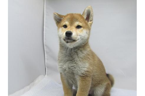 成約済の愛知県の柴犬-63439の13枚目